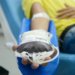 Doadores com tatuagem ou piercing vão esperar menos tempo para doar sangue no Brasil