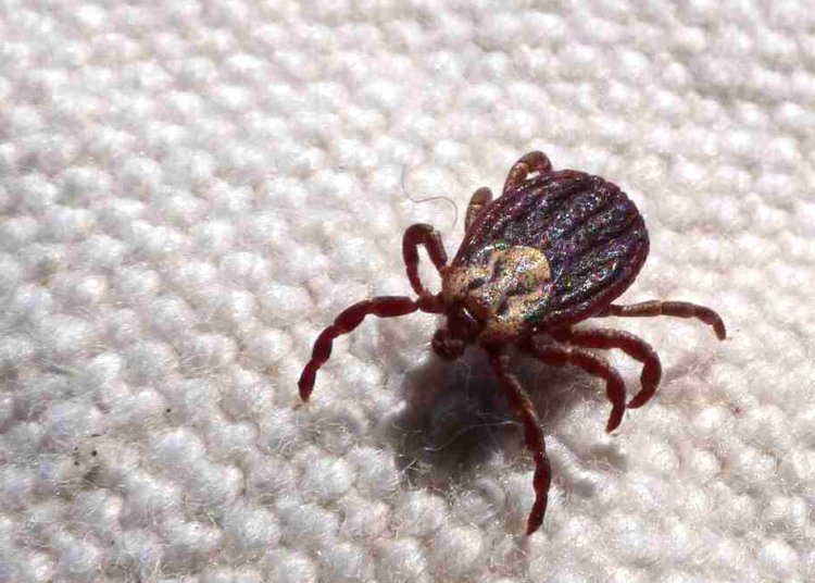 Febre maculosa mata 18 pessoas em São Paulo e acende alerta para diagnóstico rápido