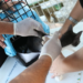 Caso de raiva em cão no Rio de Janeiro acende alerta para importância da vacinação anual